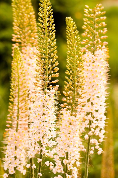 Jardin en pleine floraison par une journée d'été ensoleillée.