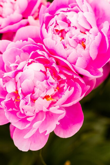 Jardin en pleine floraison par une journée d'été ensoleillée.