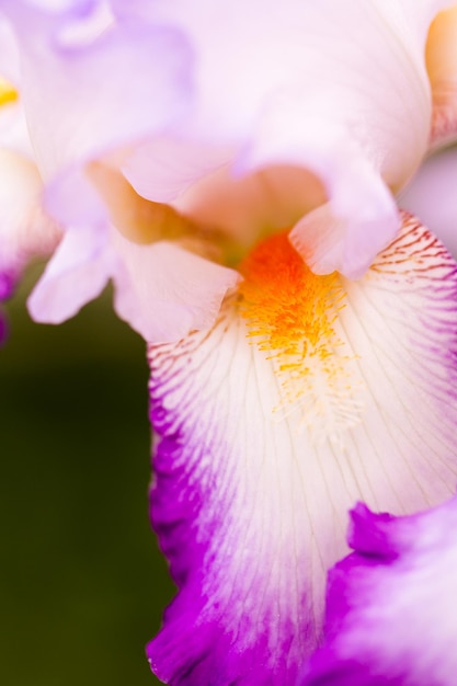 Jardin en pleine floraison par une journée d'été ensoleillée.