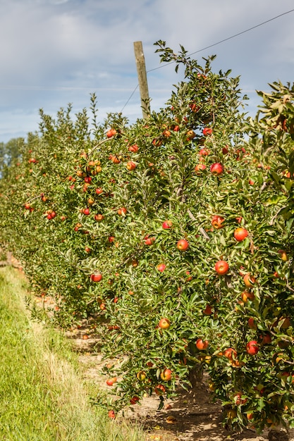 Jardin de pommes plein de fruits rouges mûrs