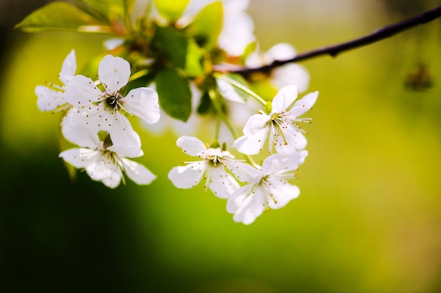 Jardin de pommiers, fleur sur arbre. Verger fleuri au printemps