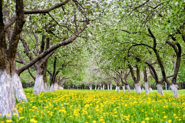 Jardin de pommiers en fleurs avec des pissenlits