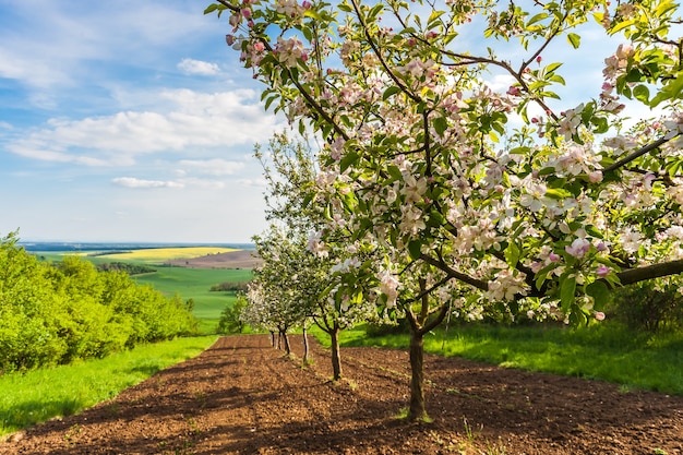 Jardin avec pommiers en fleurs