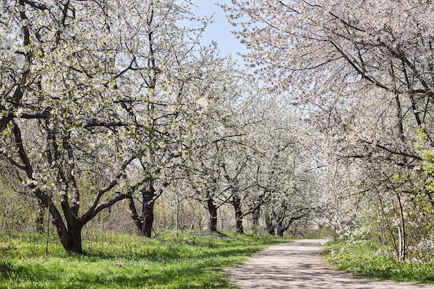 Jardin de pommiers avec des pommiers en fleurs Beau paysage de printemps de campagne