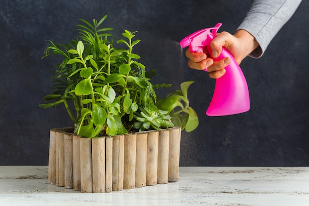 jardin potager arrosé avec un pulvérisateur