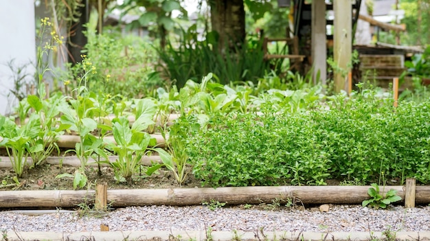 Jardin potager bio dans une maison