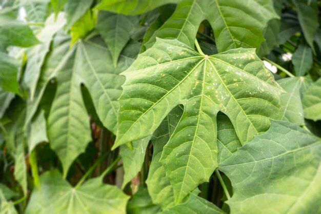 Jardin potager de pot de plante verte