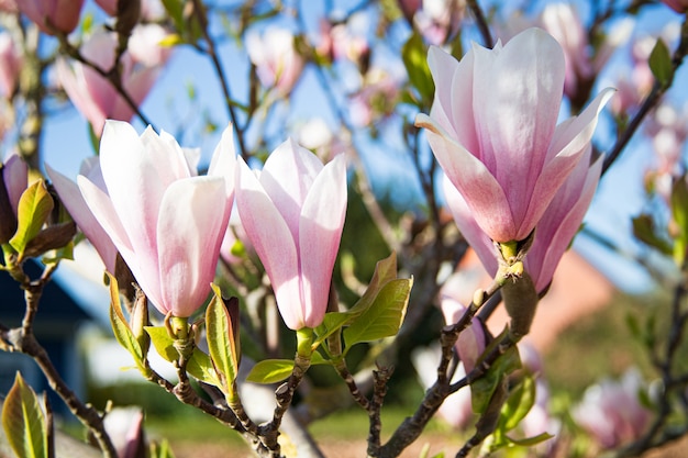 Jardin de printemps: belles fleurs de magnolia rose au soleil