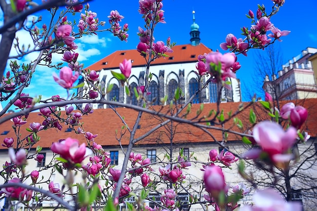 jardin de printemps fleur de magnolia / belles fleurs, fond de printemps fleurs roses