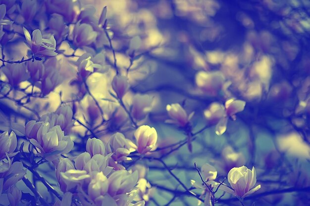 jardin de printemps fleur de magnolia / belles fleurs, fond de printemps fleurs roses