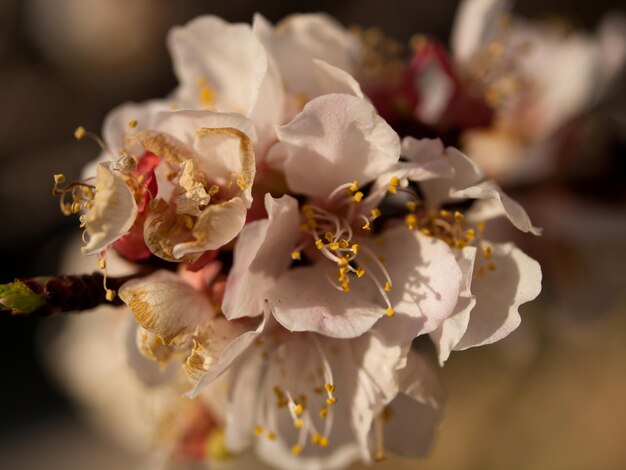 Jardin de printemps en fleurs avec des fleurs bridght.