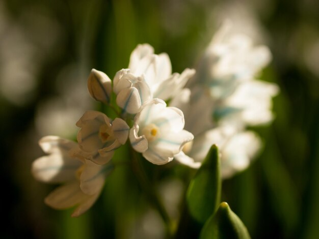 Jardin de printemps en fleurs avec des fleurs bridght.