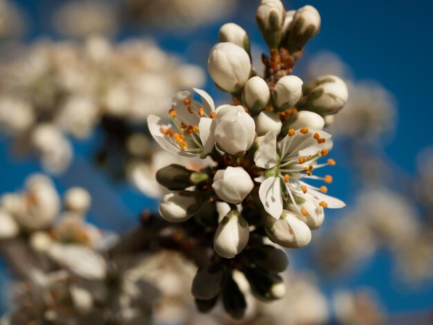 Jardin de printemps en fleurs avec des fleurs bridght.