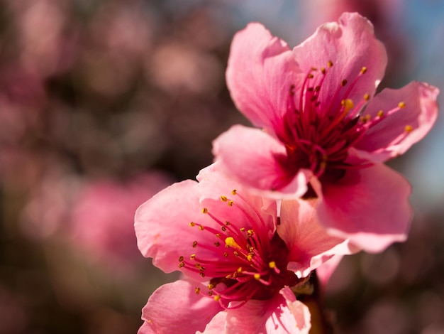 Jardin de printemps en fleurs avec des fleurs bridght.