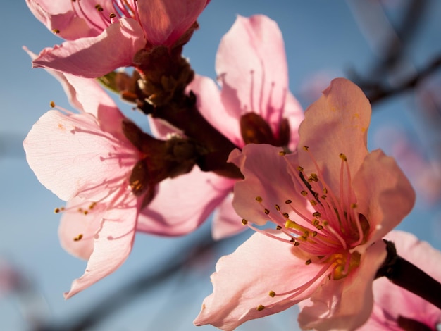 Jardin de printemps en fleurs avec des fleurs bridght.