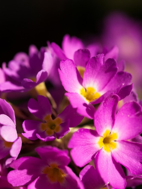 Jardin de printemps en fleurs avec des fleurs bridght.