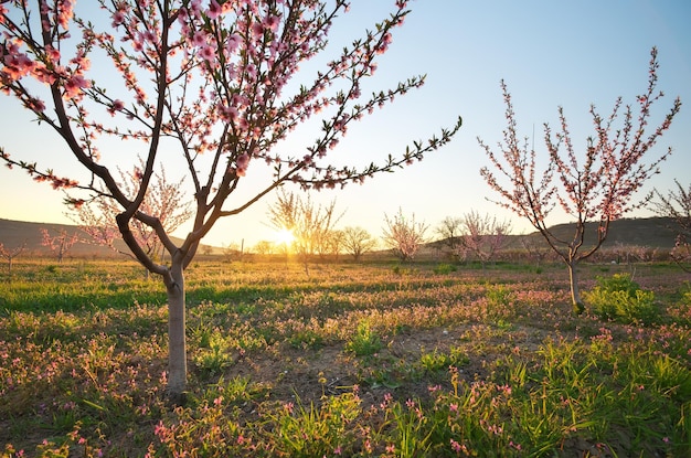 Jardin de printemps en fleurs verger