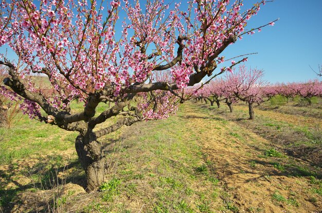 Jardin de printemps en fleurs verger