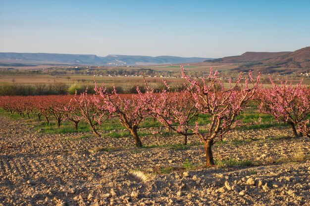 Jardin de printemps en fleurs verger