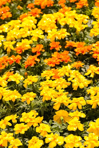 Jardin de printemps en pleine floraison.