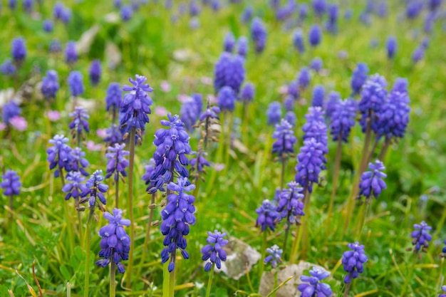 Jardin de printemps vert avec beaucoup de fleurs violettes et de lavande verte