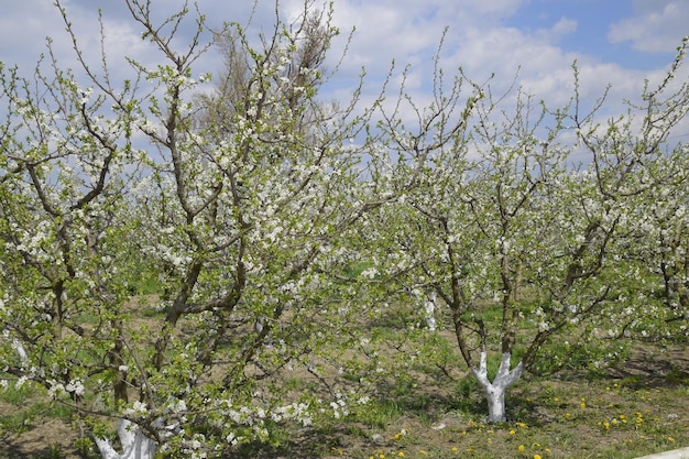 Jardin de pruniers en fleurs Jardin de ferme au printemps