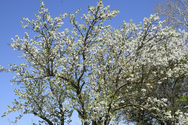 Jardin de pruniers en fleurs Jardin de ferme au printemps