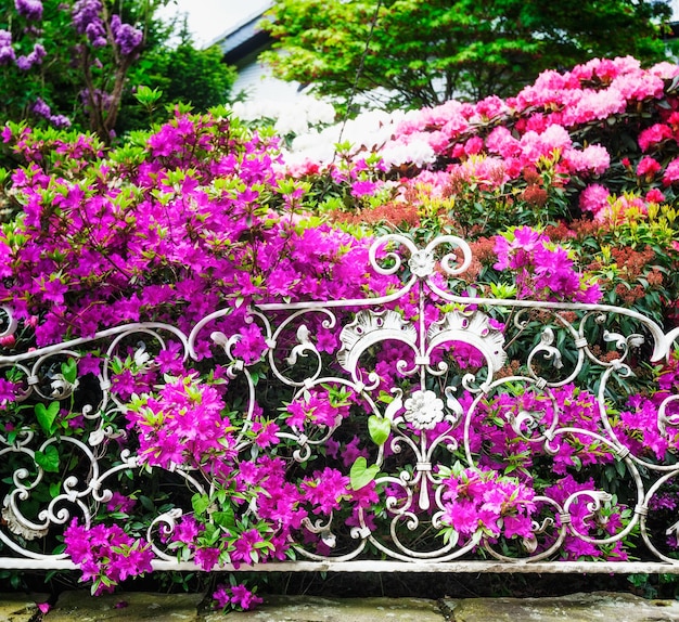 Photo jardin des rhododendrons