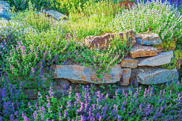 Le jardin de Rockery en gros plan