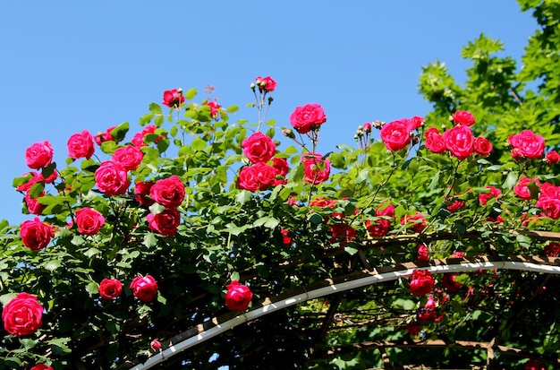 Un jardin avec des roses dessus et un ciel bleu en arrière-plan.