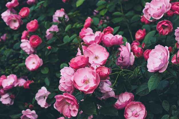 Jardin avec des roses roses fraîches, fond vintage floral hipster naturel