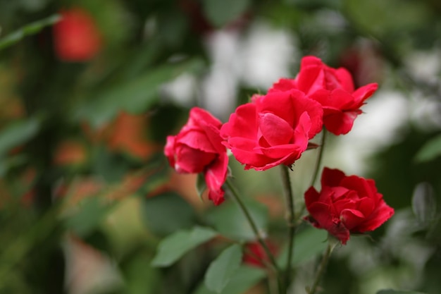 Jardin de roses rouges floribunda hybride libre Fantasy nature paysage de rêve De nombreux boutons de roses rouges poussent dans le jardin