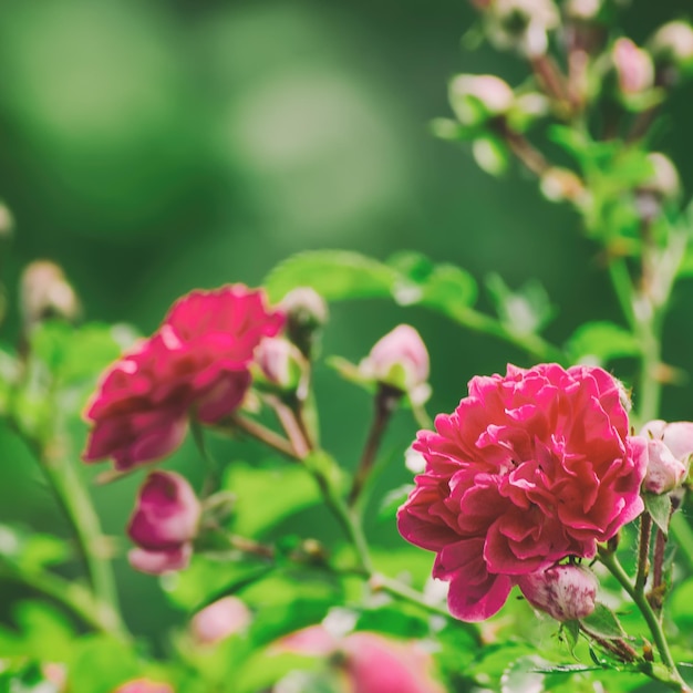 jardin de roses rouges