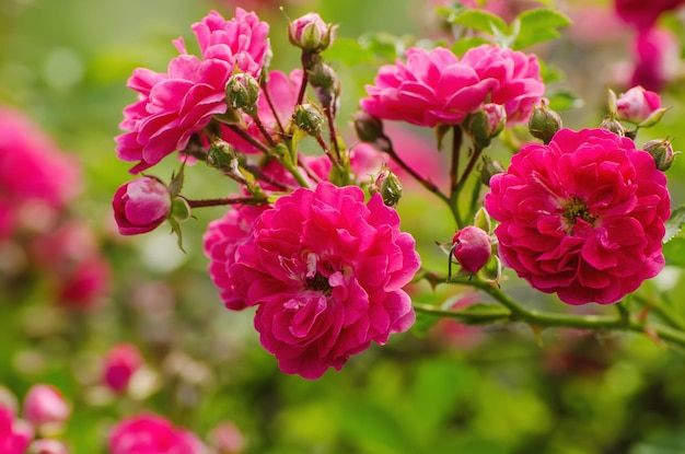 jardin de roses rouges