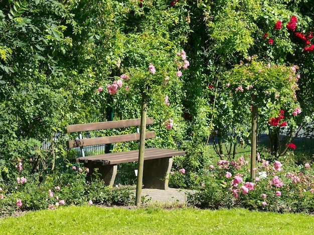 Photo le jardin de roses