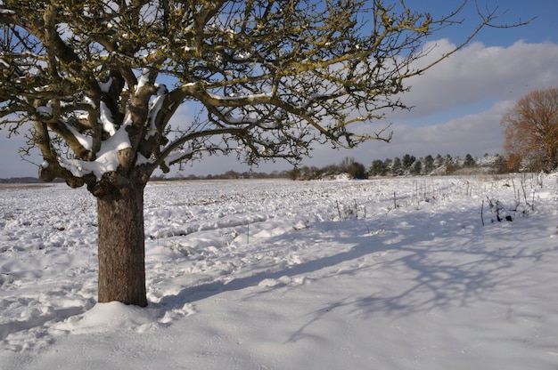 Jardin sous la neige en Bretagne