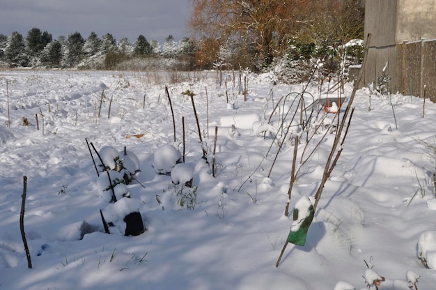 Jardin sous la neige en Bretagne