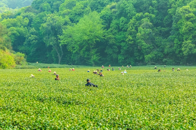 Jardin de thé de Longjing à West Lake