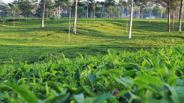 jardin de thé naturel