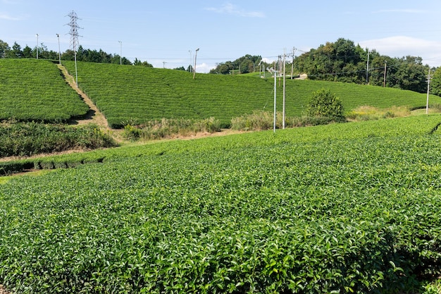 Jardin de thé vert