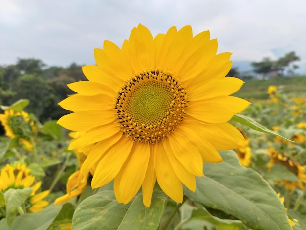 jardin de tournesol fleurit au soleil