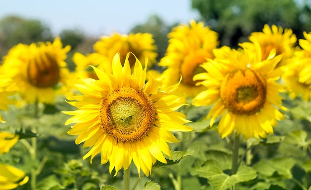 Jardin de tournesol sur une journée ensoleillée en arrière-plan de la nature