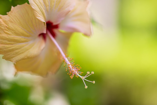 Jardin tropical exotique ou nature de parc avec la fleur d'hibiscus de plan rapproché sur un fond vert