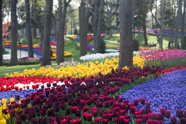 Jardin de tulipes au printemps