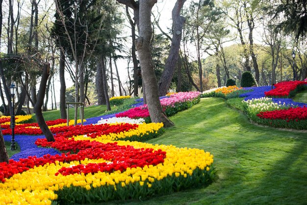 Jardin de tulipes au printemps