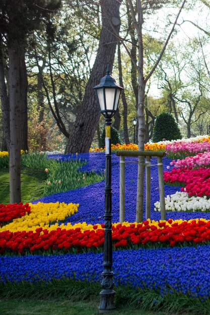 Photo jardin de tulipes au printemps