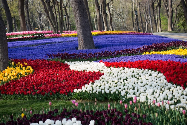 Jardin de tulipes au printemps