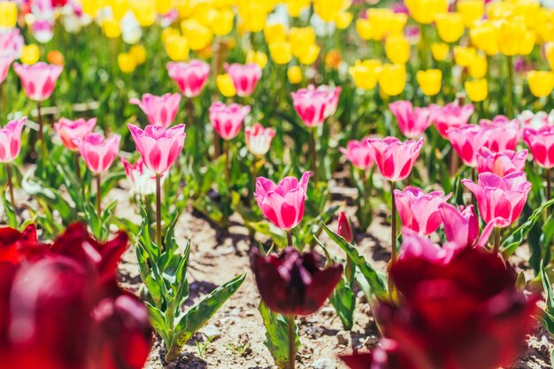 Jardin de tulipes colorées au printemps