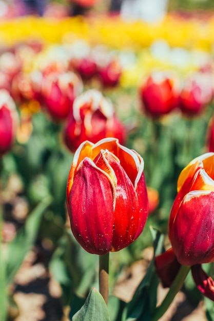 Jardin de tulipes colorées au printemps