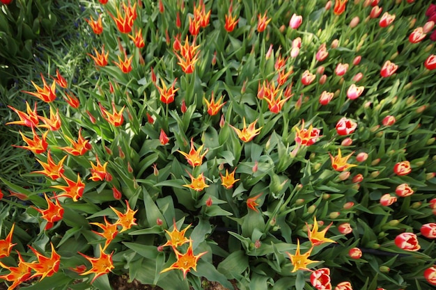 Jardin de tulipes